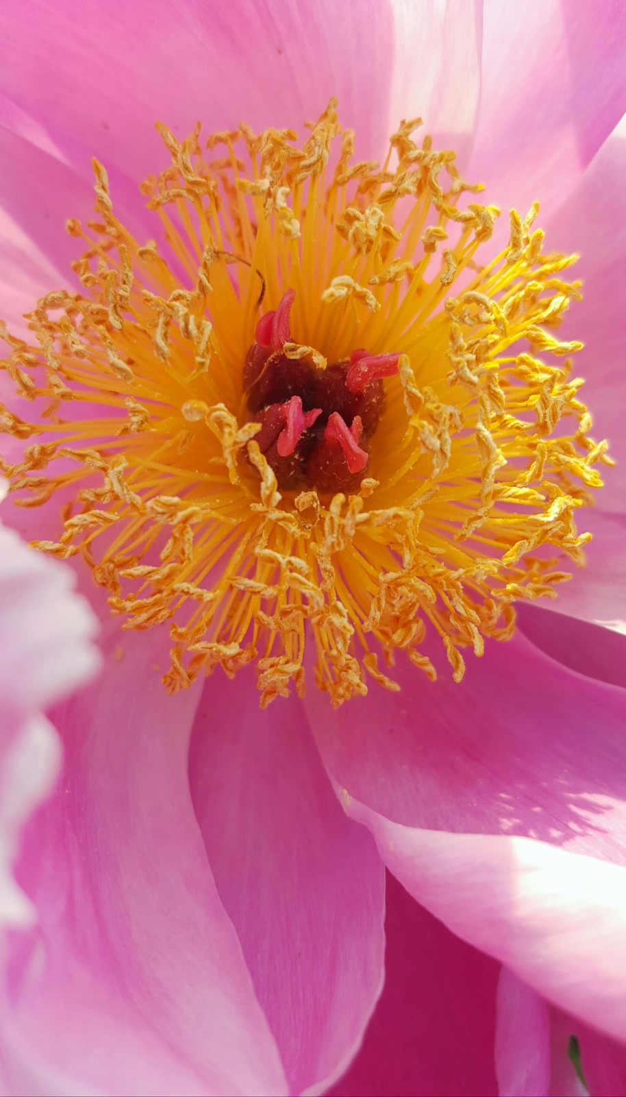 花的心藏在蕊中看花相芍药花心绽放怎样的美丽28图