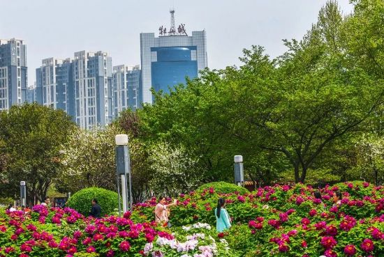 牡丹|广场|洛阳_新浪网