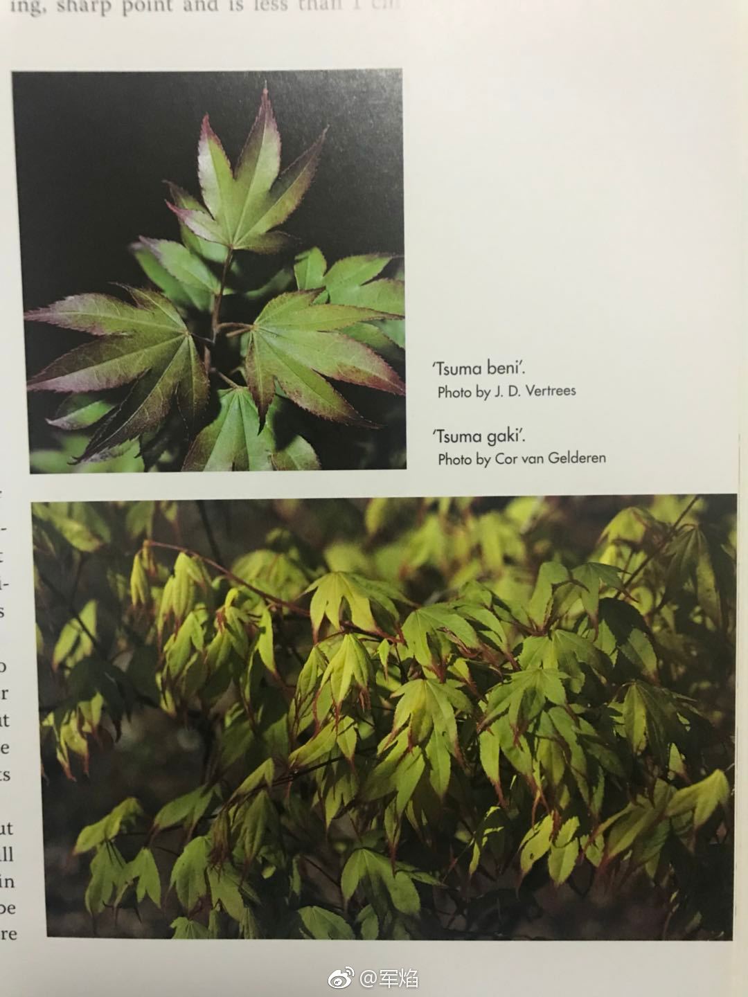 关于枫树的爪红tsumabeni爪柿tsumagaki的区别问题