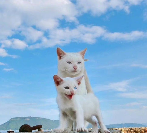 大猫跟小猫同框拍照,每一张都萌死了.