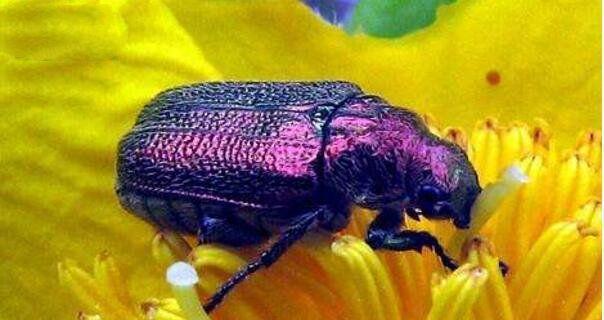 地球上十大最奇特的紫色动物第九和恐龙同时代第五紫色北极熊