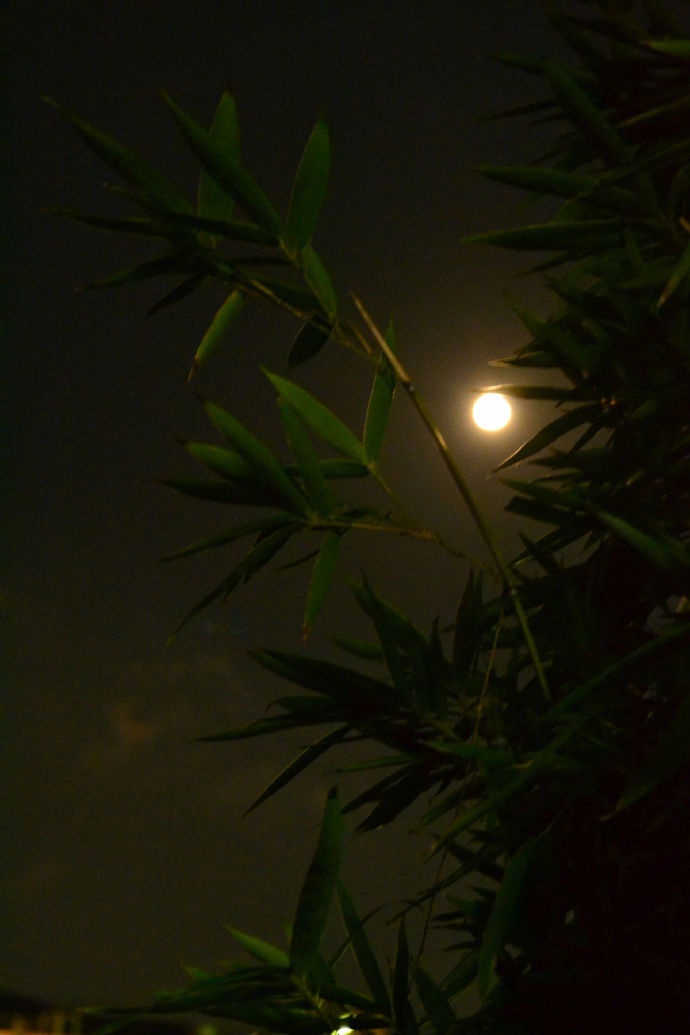 月寒秋竹冷风切夜窗声