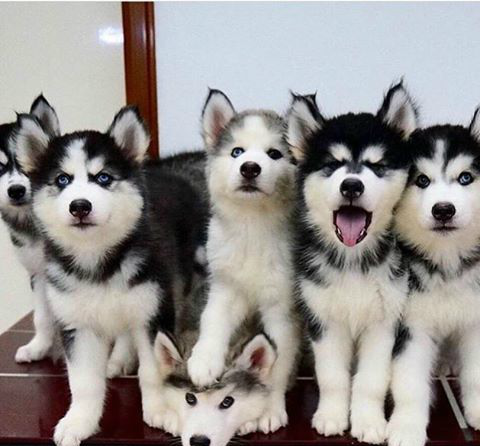 一大群二哈盯着你要跟你回家,你会怎么办,带回家还是掉头就跑