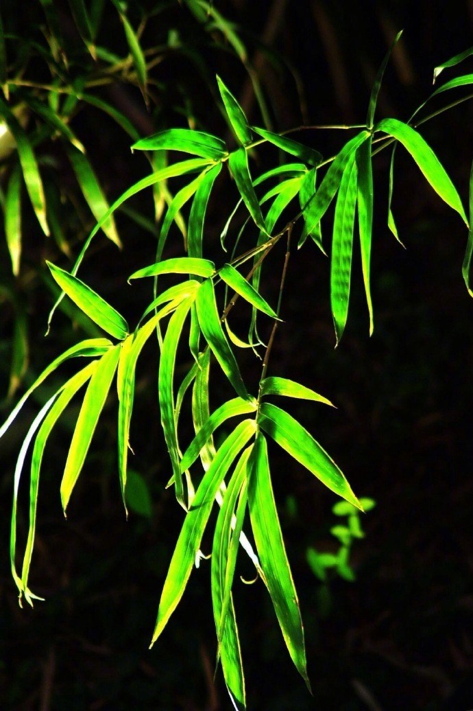 静卧竹榻听雨眠,一梦初醒春已残|竹榻|竹帘|绿竹|寒暑|落花_新浪新闻