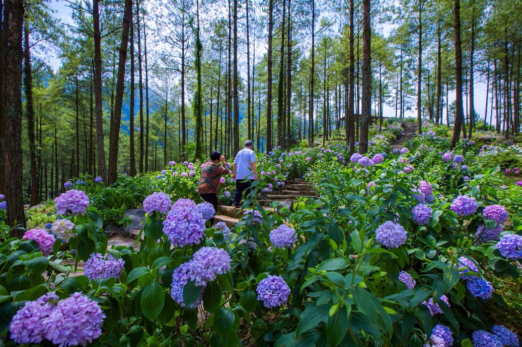 花海在这里,还可以避暑露营周末一群朋友自驾到了涪陵的大木林下花园