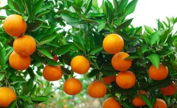 代表秋季的水果成熟,柑子