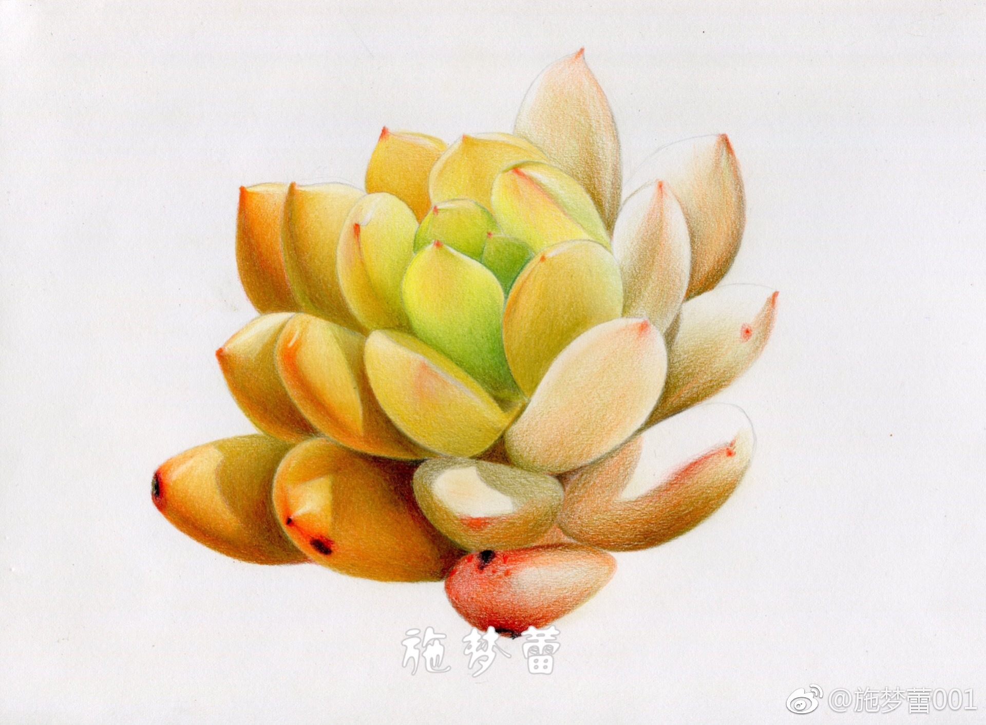 多肉笔霹雳马纸飞乐鸟彩铅纸16开投稿