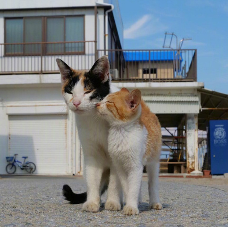 大猫跟小猫同框拍照,每一张都萌死了.