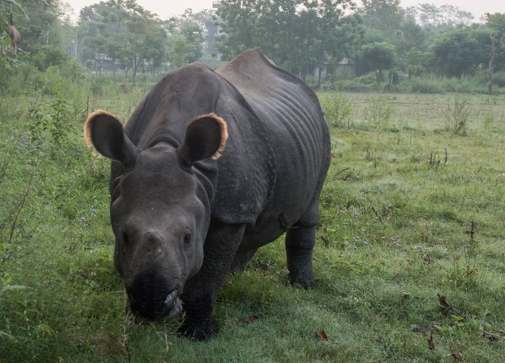 尼泊尔奇特旺森林公园旅行,清晨起来酒店外来了一只独角犀