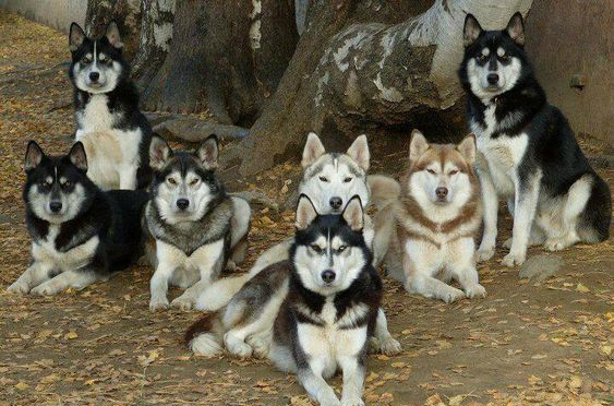 一大群二哈盯着你要跟你回家,你会怎么办,带回家还是掉头就跑