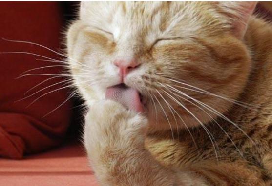 猫一洗脸就要下雨是真的吗