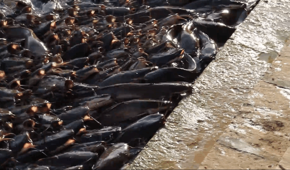 印度河里的鲶鱼泛滥成灾, 中国吃货表示, 这次坚决不愿意帮忙!