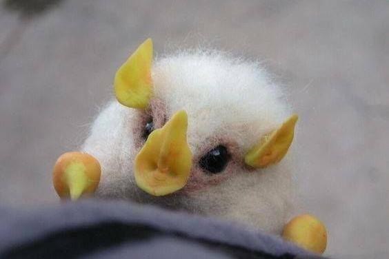 纯白色的蝙蝠你见过吗网友发现一窝世界上最小的白蝙蝠