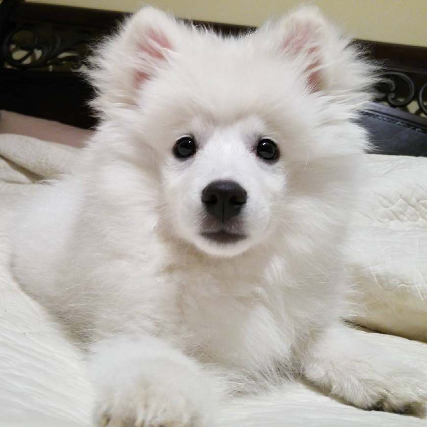 雪白雪白的爱斯基摩犬又被治愈系毛球萌哭了