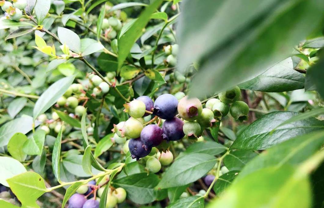 广西钦州的农户种植起了这种蓝色的小果实,你觉得能发家致富吗?