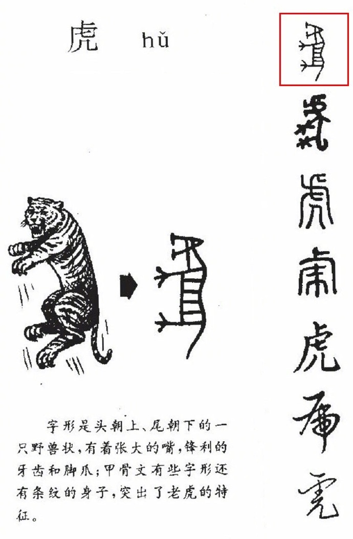 虎的演变过程文字图片