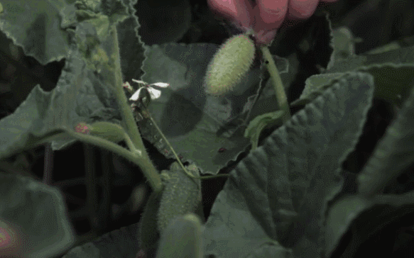 果实|喷瓜|凤仙花_新浪新闻