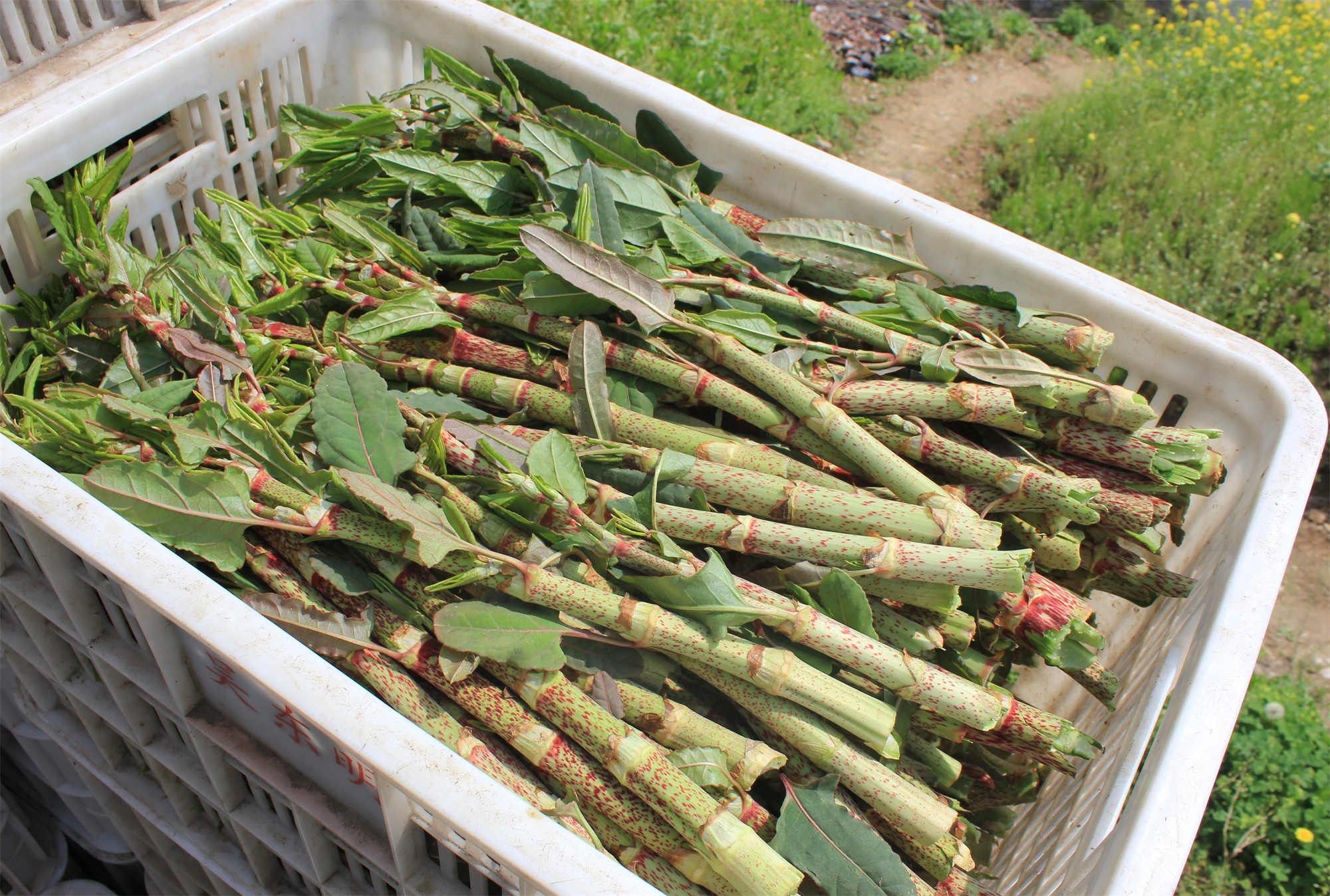 农村阴沟里的野草,人称"活血龙",能当野菜吃,还能活血化瘀