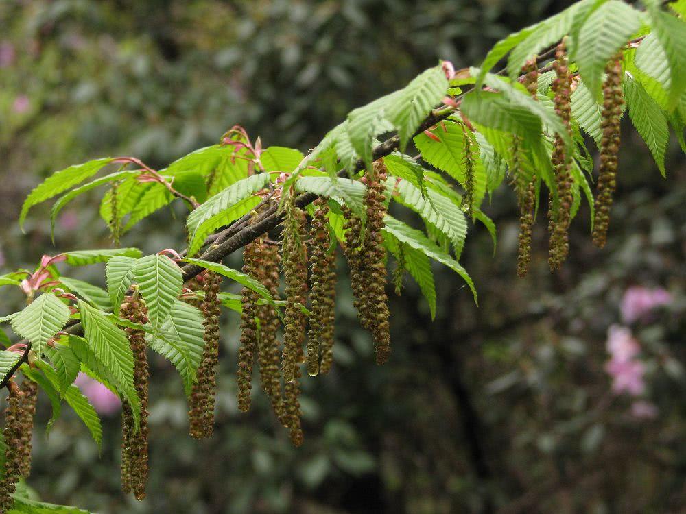 独苗|树木|植物学家_新浪新闻