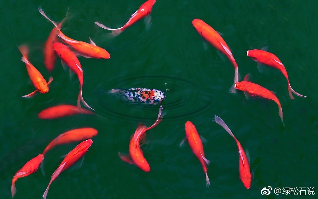 希望考生们都考的全会|全会|锦鲤|绿松石_新浪新闻