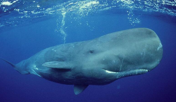 抹香鲸睡觉时集体竖在水中一动不动,莫名有点惊悚!