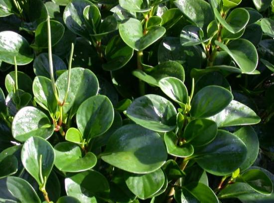 花店买的豆瓣绿这样换盆,5个小技巧,服盆快1倍!