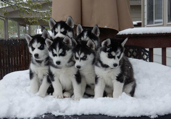 一大群二哈盯着你要跟你回家,你会怎么办,带回家还是掉头就跑