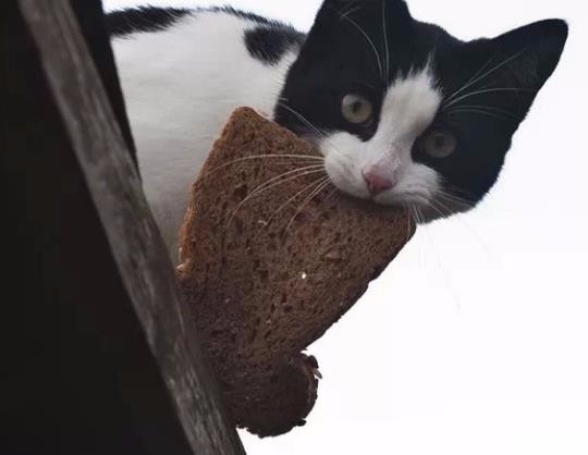 猫咪们偷吃食物被抓个正着的逗比瞬间