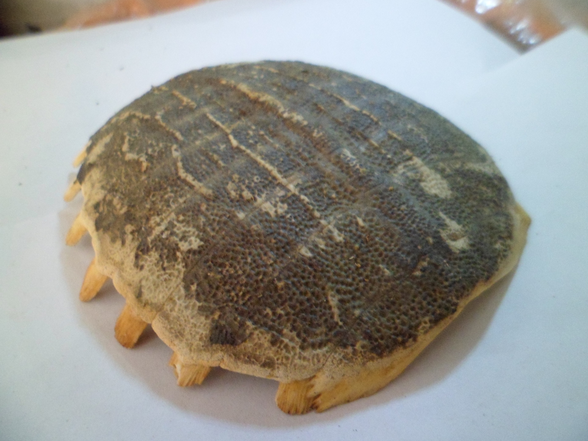 每天学一味中药:鳖甲—去血气 恶血 消疮肿 扑损瘀血 疟疾 肠痈