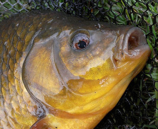 臭水沟钓上金黄色的鲤鱼,这样的鱼重金属超标,肯定吃不得