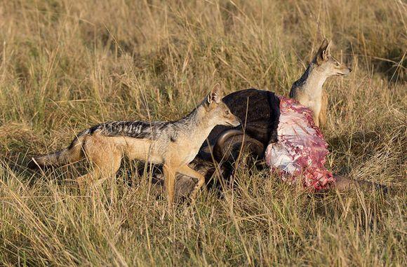 胡狼吃着捡来的新鲜牛肉高兴的不得了,可下一秒就悲剧了!