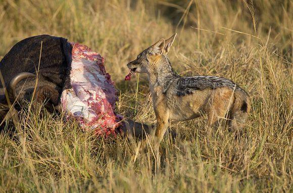 胡狼吃着捡来的新鲜牛肉高兴的不得了,可下一秒就悲剧了!
