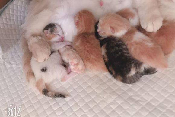 临产的矮脚猫凌晨四点钟把主人蹭醒,五个小时后给她带来个大惊喜