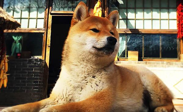 《向往的生活》小h都当爸爸了!这才是真正的h爱o!