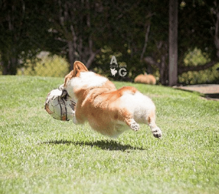 这只柴犬圆滚滚毛绒绒的屁屁动感十足