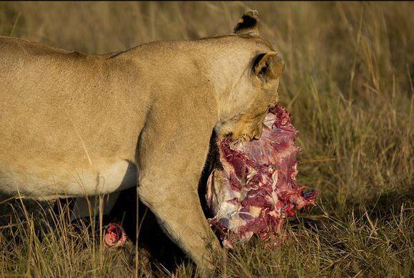 胡狼吃着捡来的新鲜牛肉高兴的不得了,可下一秒就悲剧了!
