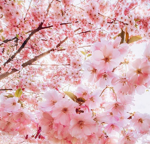 樱花开放的季节