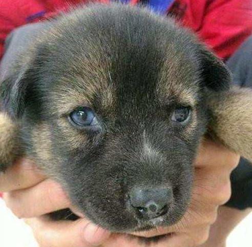 朋友非说小黑狗是哈士奇,看到狗妈妈后我真想见见狗爸爸