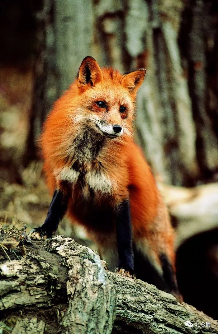 但着华服娇娇姿,美丽的狐狸