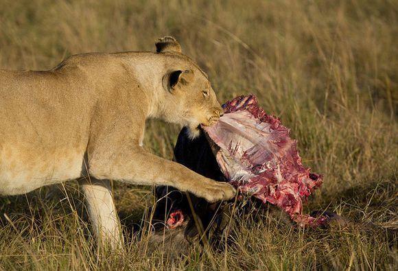 胡狼吃着捡来的新鲜牛肉高兴的不得了,可下一秒就悲剧了!