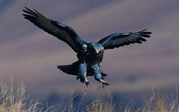 世界上最勇敢的动物排行榜, 平头哥排第四