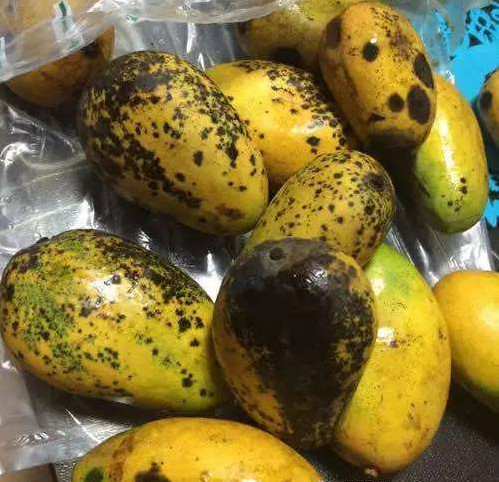 在网上买了一箱芒果收到货却无语了网友怒夸这次真的很意外