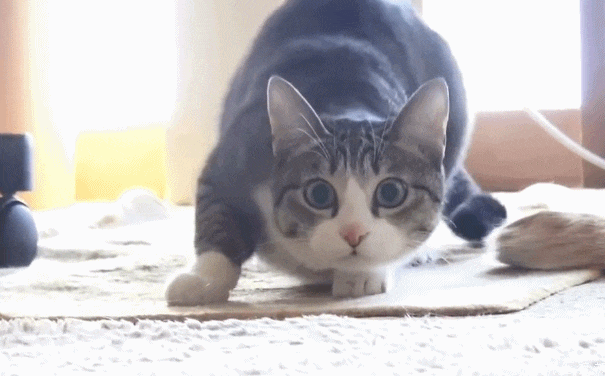 没见过这么得瑟的猫, 发现有人拍它后, 冲镜头骚气扭屁股