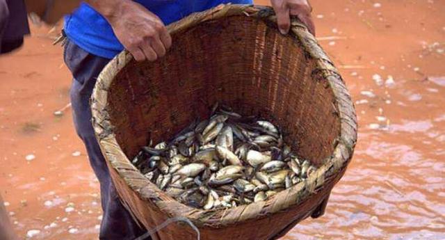 竭泽而渔!知道为什么现在农村没多少鱼了吧