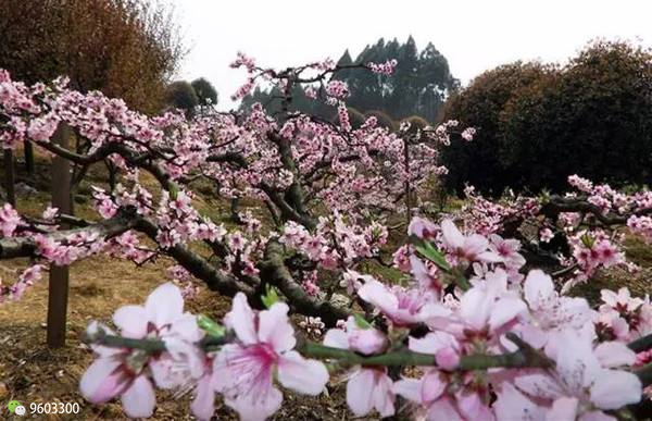 龍泉桃花故里成都龍泉驛區桃花故里花舞人間成都市新津縣花舞人間景區