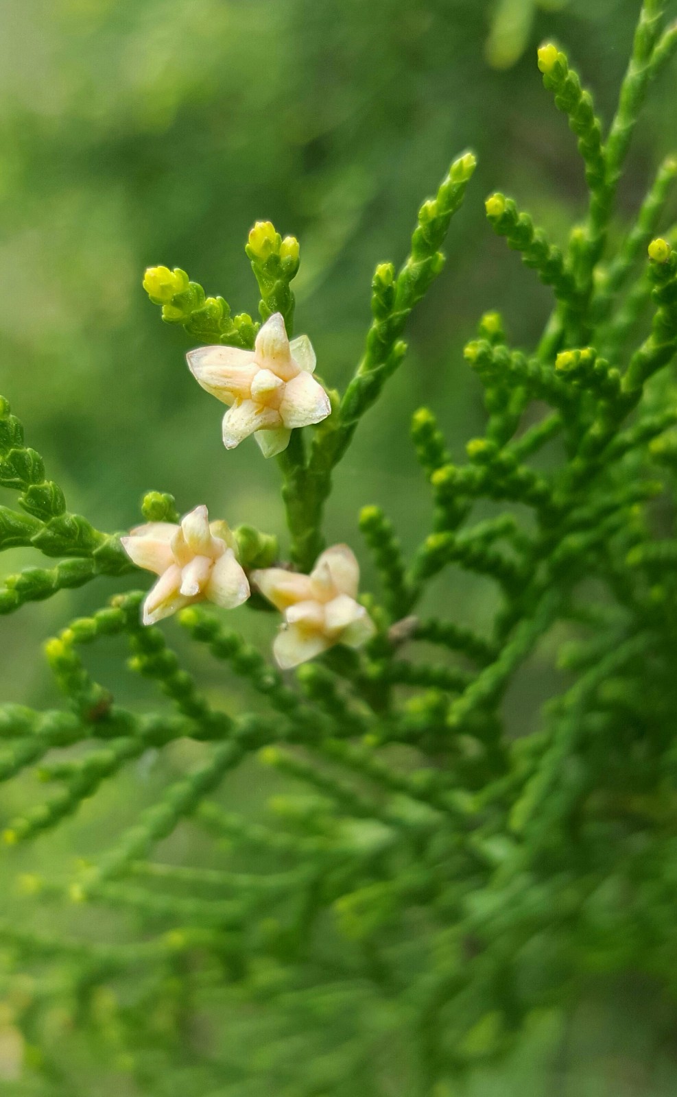 侧柏开花你见过吗12图