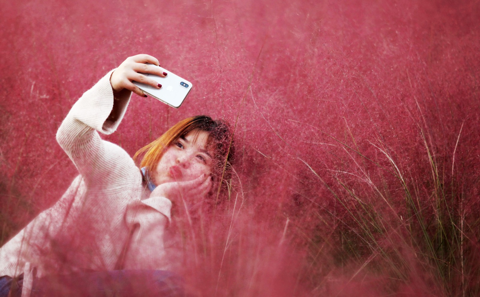 这片"粉红花海"迅速走红网络 游客:面朝花海 静看花开!