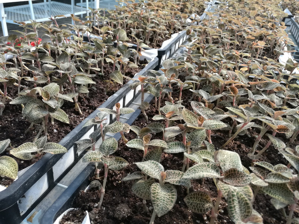 这种野草素有"药王"的美称,营养价值高于西洋参,可惜很少了