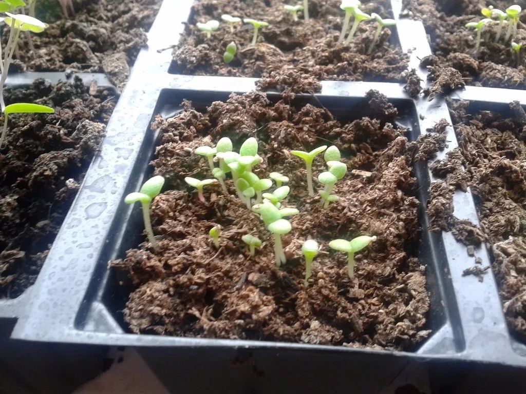 特别喜欢光照的非洲菊用种子养成盆栽的几个技巧幼苗移栽之后不要急着