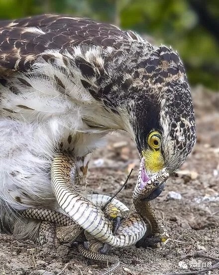 老鹰和蛇的缠斗看老鹰如何将蛇踩在鹰爪下